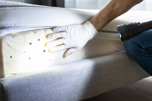 Best Best Pest Control Companies  in Park City, UT